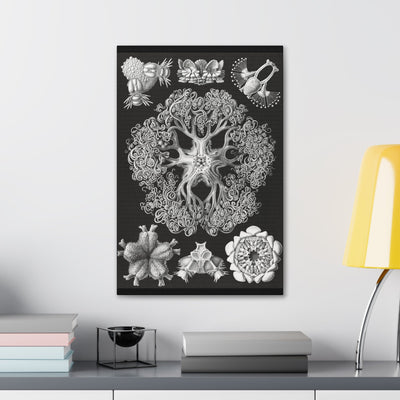 "ophiodea schlangensterne" By Ernst Haeckel Canvas Gallery Wraps-Canvas-Printify-PaxtonGate