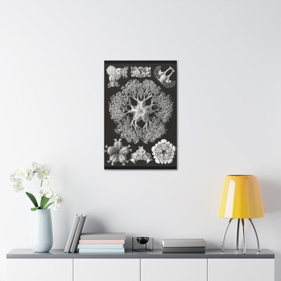 "ophiodea schlangensterne" By Ernst Haeckel Canvas Gallery Wraps-Canvas-Printify-PaxtonGate