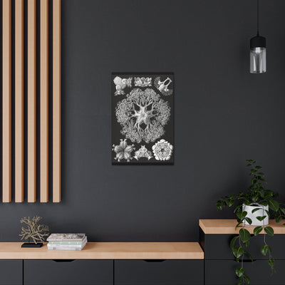 "ophiodea schlangensterne" By Ernst Haeckel Canvas Gallery Wraps-Canvas-Printify-PaxtonGate