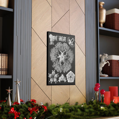 "ophiodea schlangensterne" By Ernst Haeckel Canvas Gallery Wraps-Canvas-Printify-PaxtonGate