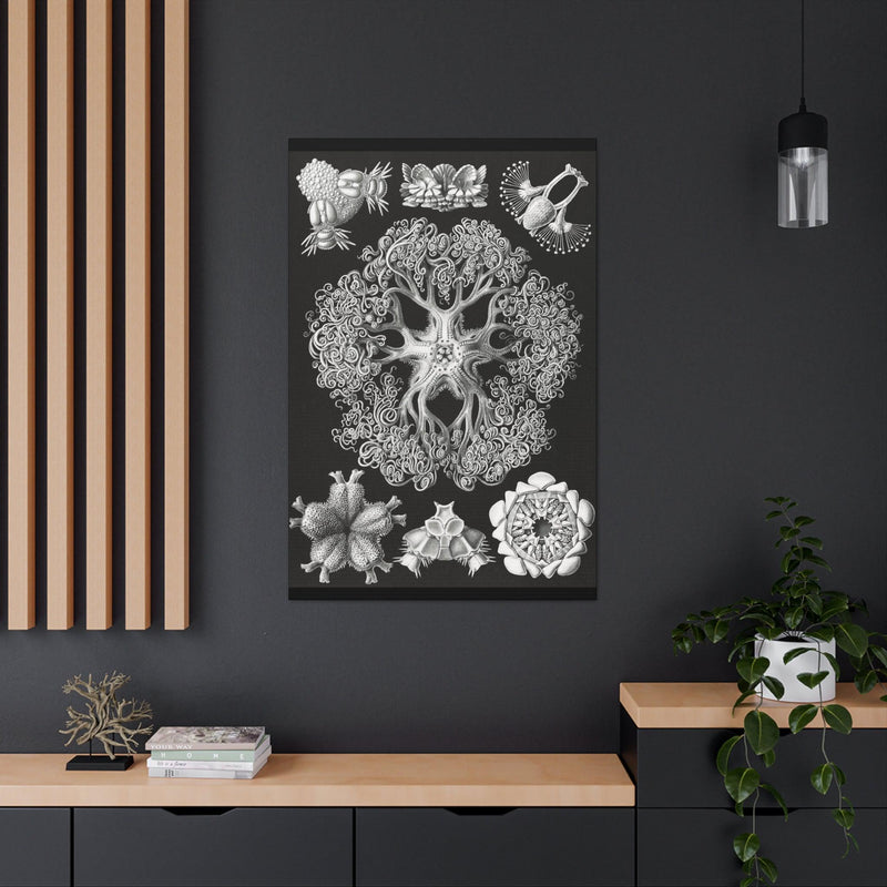 "ophiodea schlangensterne" By Ernst Haeckel Canvas Gallery Wraps-Canvas-Printify-PaxtonGate