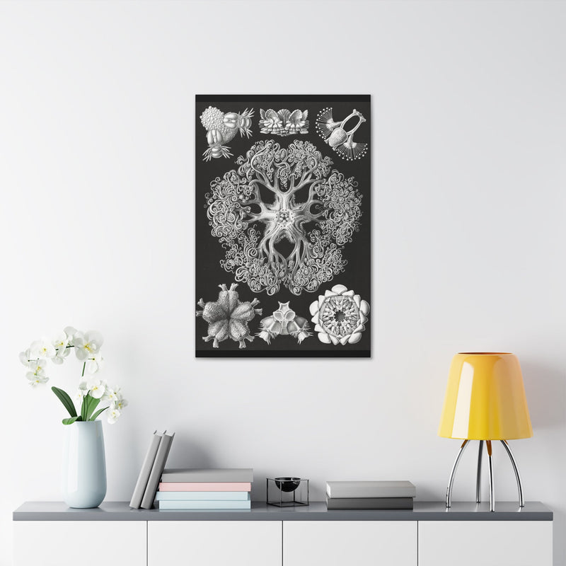 "ophiodea schlangensterne" By Ernst Haeckel Canvas Gallery Wraps-Canvas-Printify-PaxtonGate