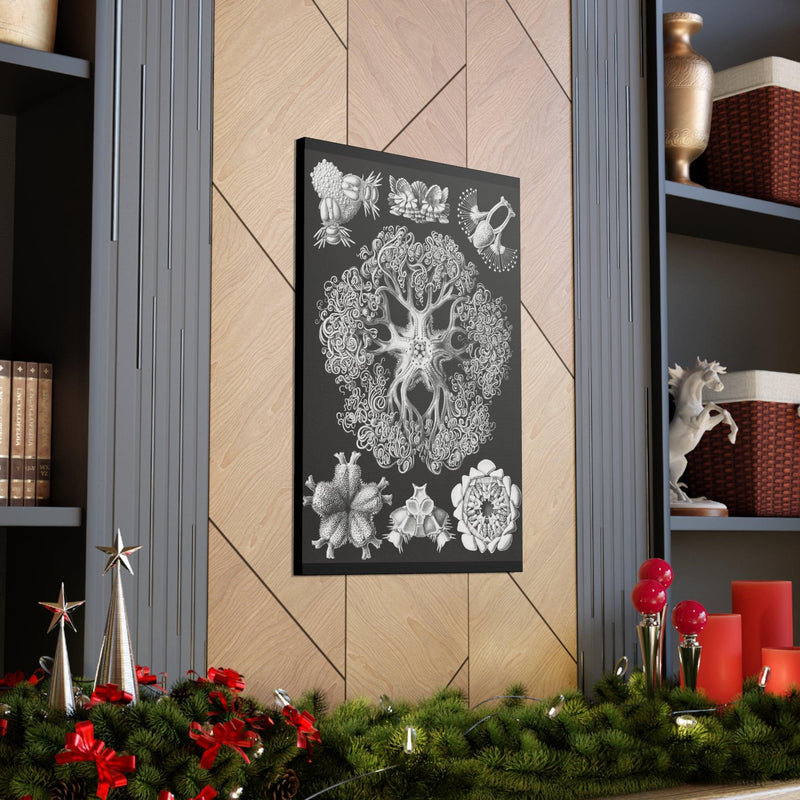 "ophiodea schlangensterne" By Ernst Haeckel Canvas Gallery Wraps-Canvas-Printify-PaxtonGate