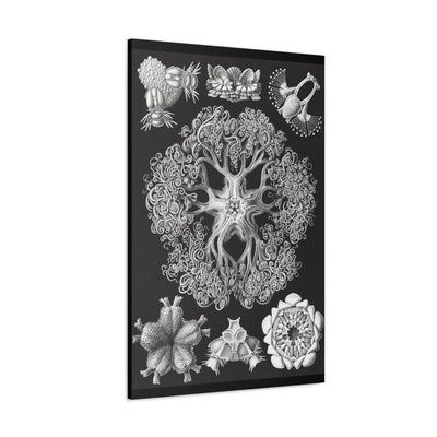 "ophiodea schlangensterne" By Ernst Haeckel Canvas Gallery Wraps-Canvas-Printify-PaxtonGate