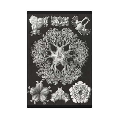 "ophiodea schlangensterne" By Ernst Haeckel Canvas Gallery Wraps-Canvas-Printify-PaxtonGate